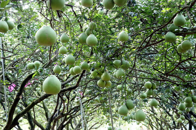 Bưởi Tân Triều được xem là đặc sản của tỉnh Đồng Nai. Vào dịp Tết, loại bưởi này được nhiều người chọn làm quà. Bưởi Tân Triều có vị ngọt và thanh đặc trưng mà ít nơi nào có được.