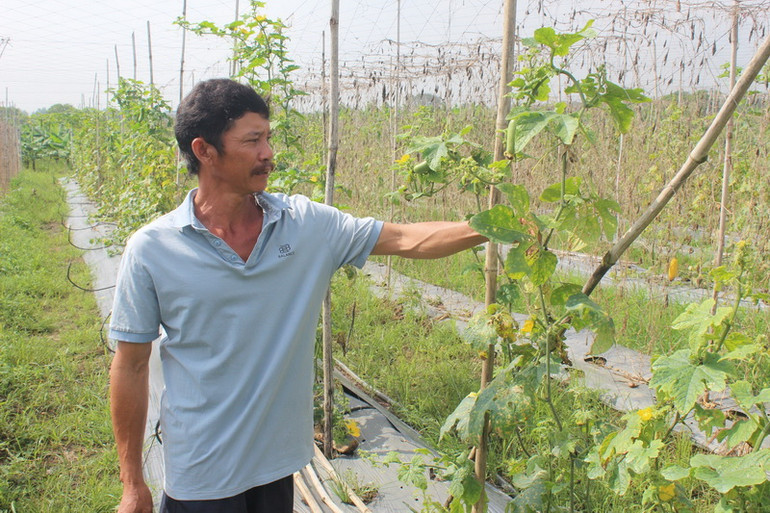 Vườn trồng bầu, bí của ông Nguyễn Văn Hòa bị thiệt hại nặng do ô nhiễm không khí. Vườn trồng bầu, bí của ông Nguyễn Văn Hòa bị thiệt hại nặng do ô nhiễm không khí.