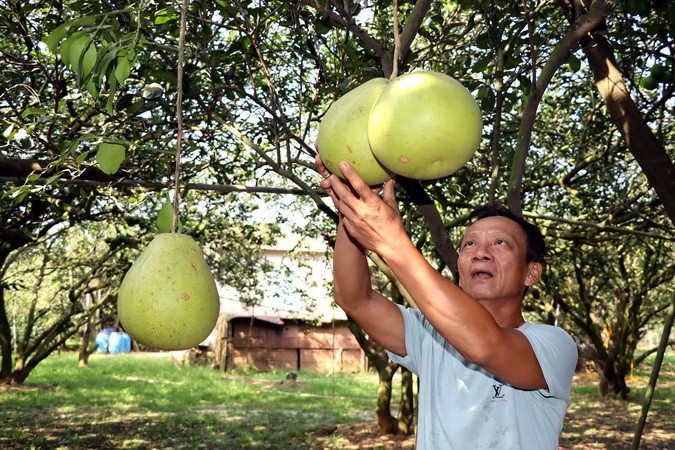 Ông Ngô Văn Sơn, chủ vườn bưởi quy mô 2ha ở làng bưởi Tân Triều cho biết, thời điểm này, nhà ông đã bán hết số bưởi đường lá cam trong vườn, chỉ còn lại một số bưởi da xanh đang cho thu hoạch.