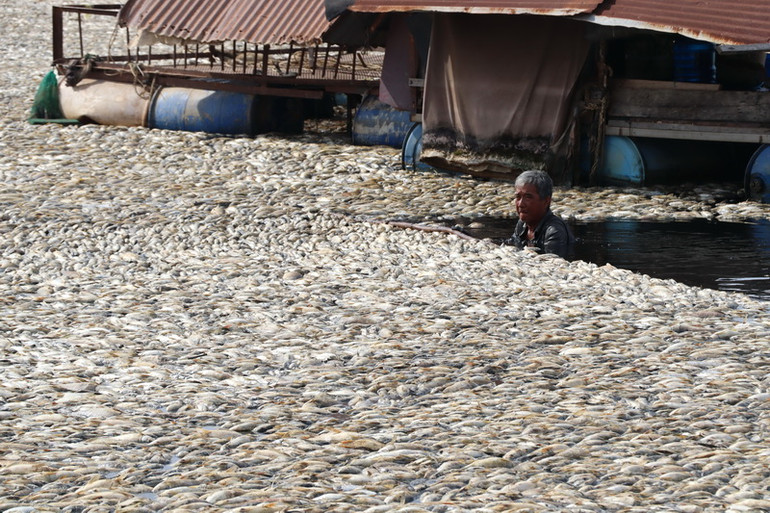 Dự kiến, phải mất vài ngày nữa mới có thể vớt hết số cá chết ở hồ Sông Mây. Dự kiến, phải mất vài ngày nữa mới có thể vớt hết số cá chết ở hồ Sông Mây.