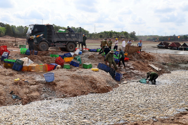Chiến sĩ, nhân viên Đội nuôi trồng thủy sản hồ Sông Mây được huy động tối đa để vớt, xử lý số cá chết. Chiến sĩ, nhân viên Đội nuôi trồng thủy sản hồ Sông Mây được huy động tối đa để vớt, xử lý số cá chết.