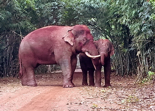 Hai cá thể voi rừng ở Đồng Nai.