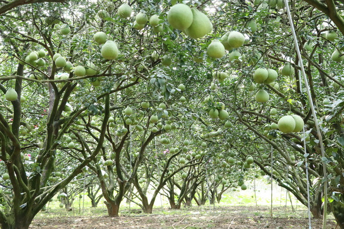 Khoảng 15 ngày nữa, các vườn bưởi quy mô vừa và nhỏ sẽ thu hoạch, bán bưởi ra thị trường phục vụ dịp Tết Nguyên đán Giáp Thìn 2024.