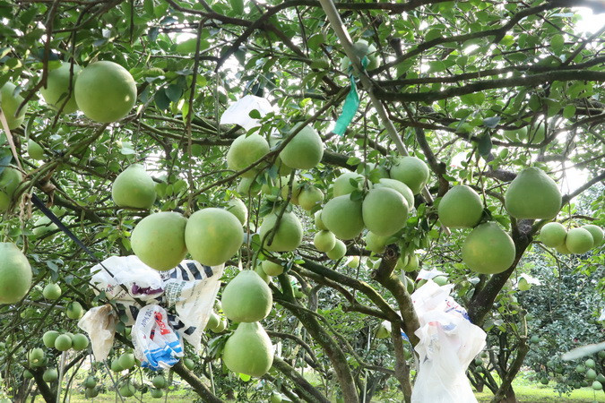 Tại một số vườn bưởi quy mô nhỏ, nông dân đang chăm sóc kỹ lưỡng để bán ra đúng dịp Tết Nguyên đán Giáp Thìn 2024.