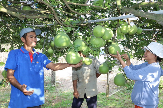 Nông dân xã Tân Bình, huyện Vĩnh Cửu được mùa bưởi.