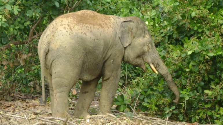 Một con voi rừng ra khu dân cư ở Ấp 3, xã Mã Đà, huyện Vĩnh Cửu. Một con voi rừng ra khu dân cư ở Ấp 3, xã Mã Đà, huyện Vĩnh Cửu.