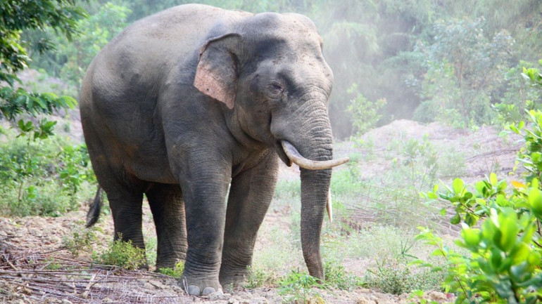 Một cá thể voi trưởng thành ở Khu Bảo tồn thiên nhiên văn hóa Đồng Nai.