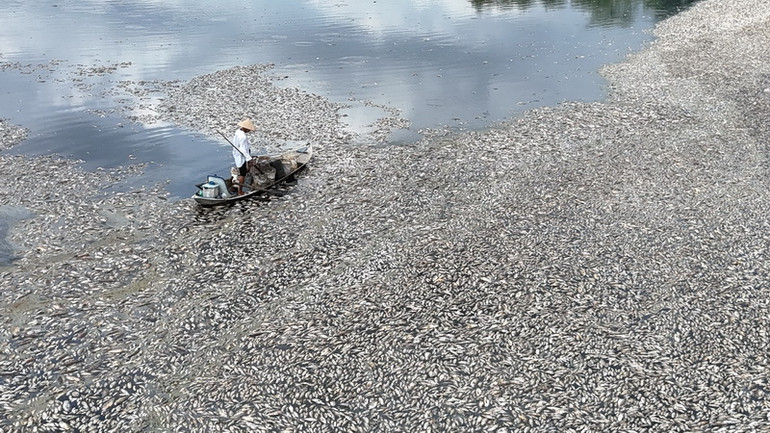 Các loại cá chết chủ yếu là mè, rô phi, trôi. Các loại cá chết chủ yếu là mè, rô phi, trôi.