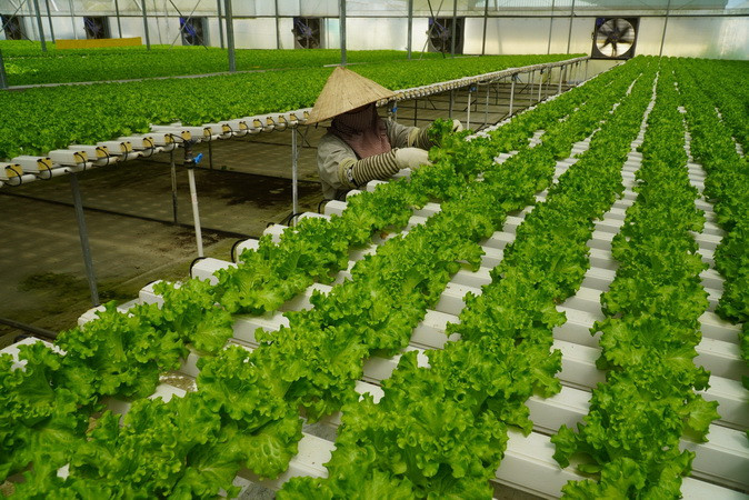 Sản xuất nông nghiệp ứng dụng công nghệ cao ngày càng được áp dụng rộng rãi ở Đồng Nai.