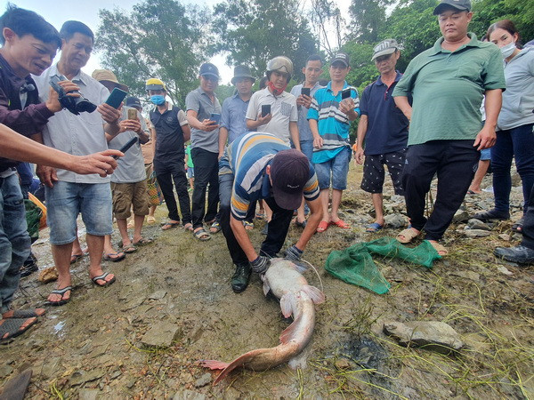 Một con cá nặng hơn 10kg được người dân bắt đưa lên bờ.