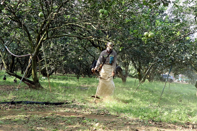 Nếu như mọi năm, thời điểm này, vườn bưởi của ông Ngô Văn Sơn cây nặng trĩu quả thì năm nay đã bán hết từ cuối tháng 10 âm lịch. Hiện, nông dân đang cho dọn dẹp vườn để chăm sóc lứa bưởi mới.