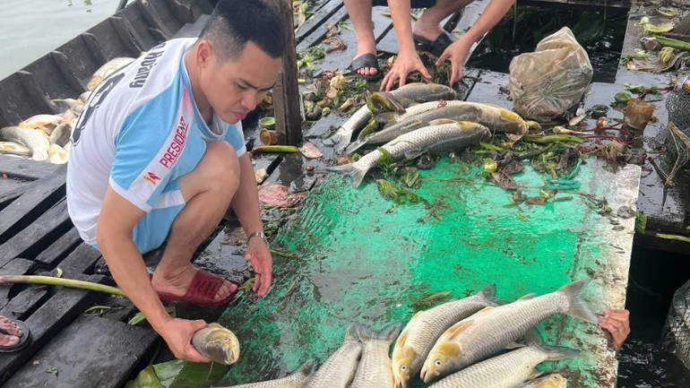Người dân vớt số cá chết trên bè nuôi.