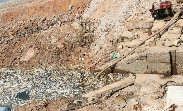 Cá chết ứ động khu vực cửa xả nước của hồ, bốc mùi hôi thối.