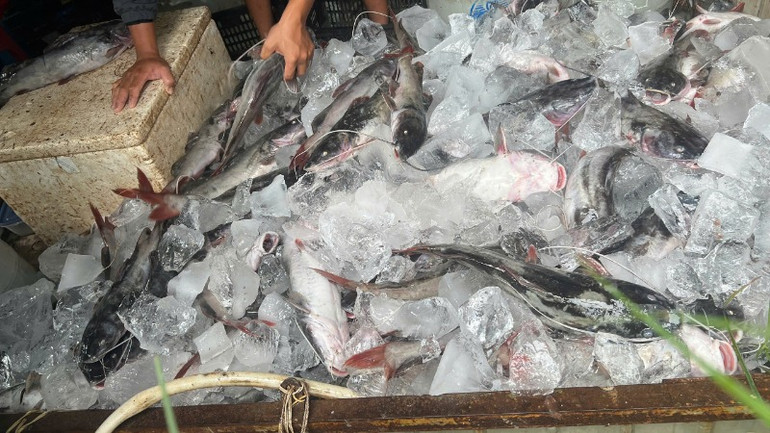 Cá lăng chết được người dân vớt lên ướp đá.