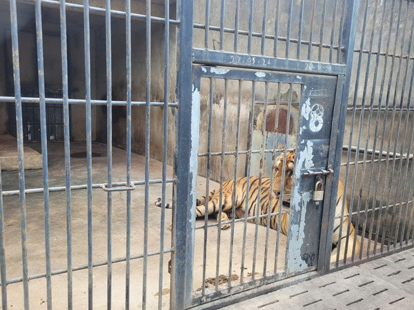 Hổ nuôi tại Khu du lịch Vườn Xoài. Hổ nuôi tại Khu du lịch Vườn Xoài.