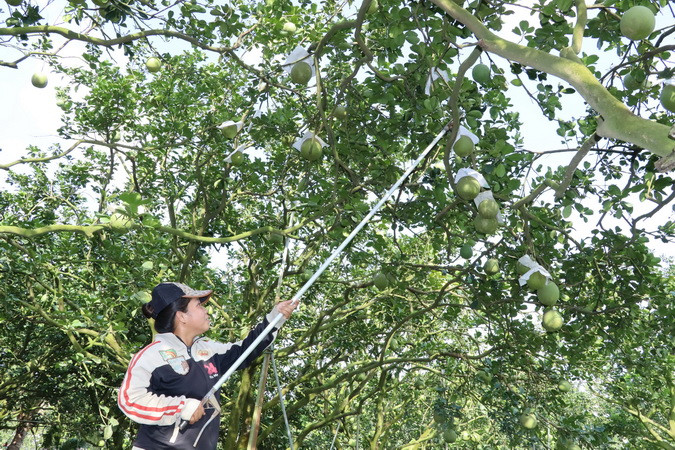 Hai năm trở lại đây, ông Sơn cũng như một số hộ dân có vườn bưởi diện tích lớn ở làng bưởi Tân Triều không đợi đến Tết. Nguyên nhân, sức mua yếu nên người nông dân tranh thủ bán quanh năm chứ không chờ dịp Tết như trước đây.