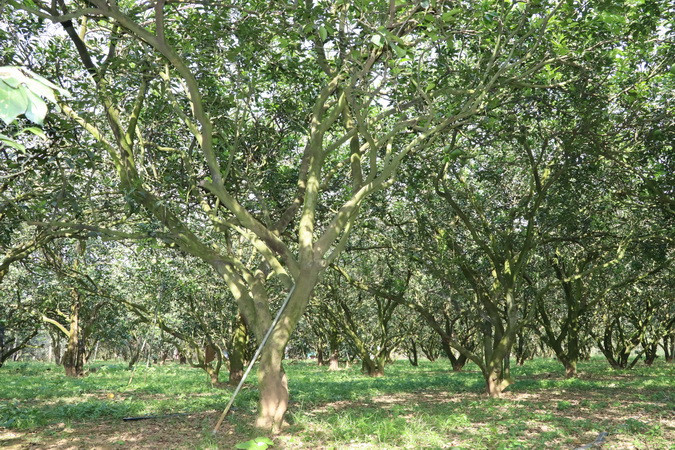 Trong khi đó, tại các vườn bưởi quy mô lớn ở làng bưởi Tân Triều, nông dân đã không đợi Tết mà bán hết quả trước đó.