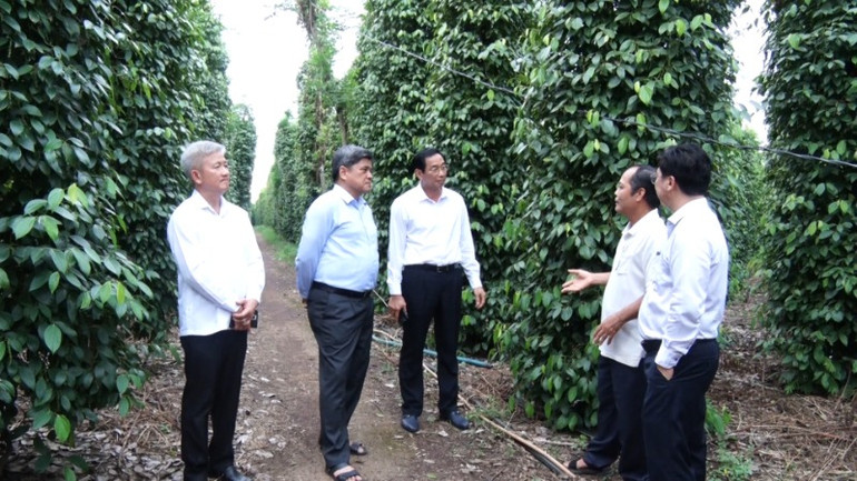 Các đại biểu tham quan mô hình trồng tiêu theo hướng hữu cơ tại xã Suối Cao, huyện Xuân Lộc.