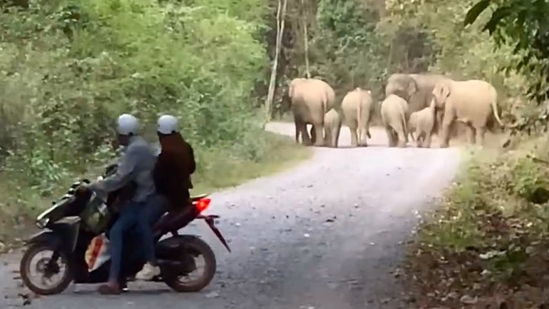 Những ngày gần đây đàn voi, gồm voi trưởng thành, voi con thường xuyên xuất hiện khu vực bìa rừng xã Mã Đà, huyện Vĩnh Cửu.