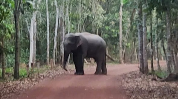 Từ đầu tháng 4 đến nay voi rừng xuất hiện với tần suất ngày càng nhiều. Từ đầu tháng 4 đến nay voi rừng xuất hiện với tần suất ngày càng nhiều.