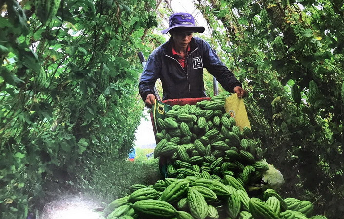 Nông dân thu hoạch nông sản năng suất cao nhờ ứng dụng công nghệ cao vào sản xuất tại huyện Xuân Lộc.