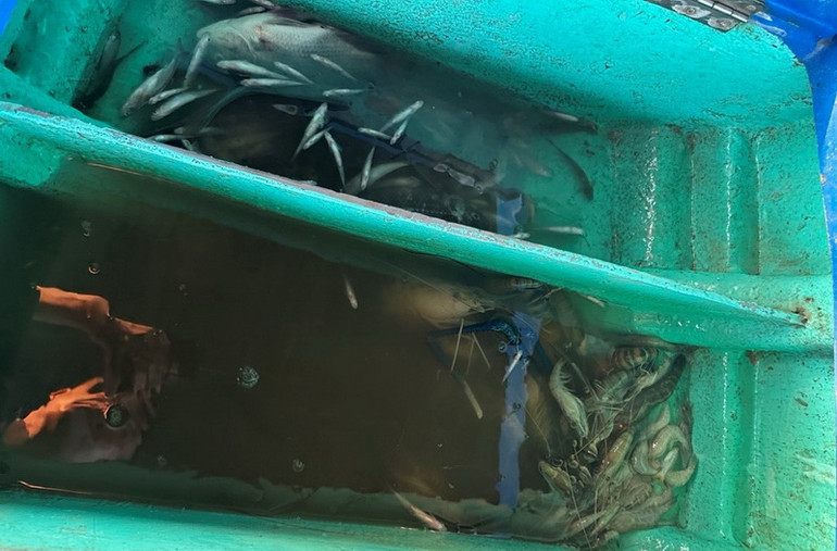 Tôm, cá do hai đối tượng đánh bắt được bằng cách đổ thuốc sâu xuống sông Đồng Nai.