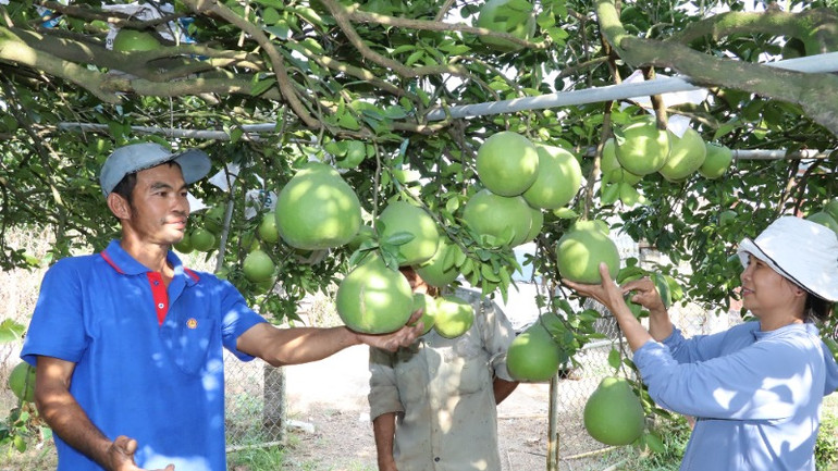 Bưởi Tân Triều được xem là đặc sản của tỉnh Đồng Nai. Bưởi Tân Triều được xem là đặc sản của tỉnh Đồng Nai.