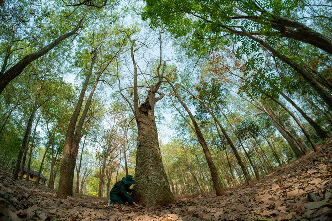 Vườn cao-su với những cây được người Pháp trồng thử nghiệm từ đầu thể kỷ 20 ở Nông trường cao-su Dầu Giây hiện do Tổng công ty cao-su Đồng Nai quản lý.
