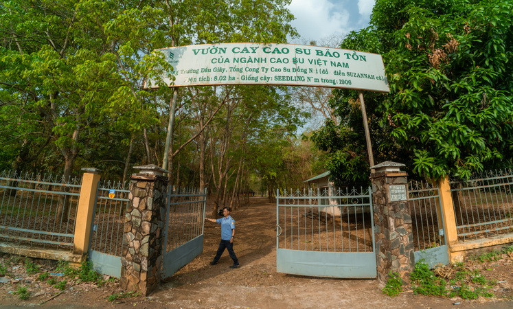 Vườn cao-su hơn 100 tuổi ở Nông trường cao-su Dầu Giây ngưng khai thác từ năm 1980 và được bảo tồn. Toàn bộ khu vườn hiện nay còn lại 224 cây, được đánh số.