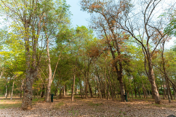 Vào những năm đầu của thể kỷ 20, sau khi nghiên cứu, người Pháp nhận thấy thổ nhưỡng và khí hậu tại Đồng Nai phù hợp nên đã trồng thử nghiệm khoảng 1.000 cây cao-su. Sau khi cây phát triển tốt, cho năng suất mủ cao, những đồn điền cao-su dần hình thành ở khu vực Đông Nam Bộ.