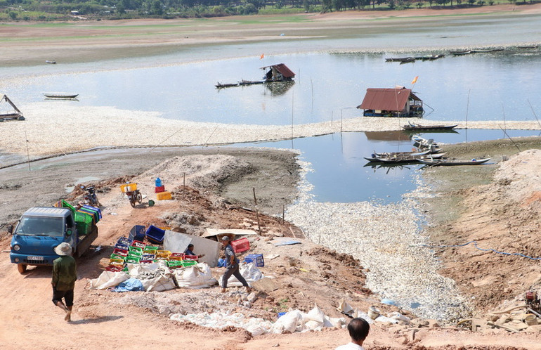 Cá chết nổi trắng hồ, bốc mùi hôi thối ảnh hưởng đến khu dân cư gần hồ.