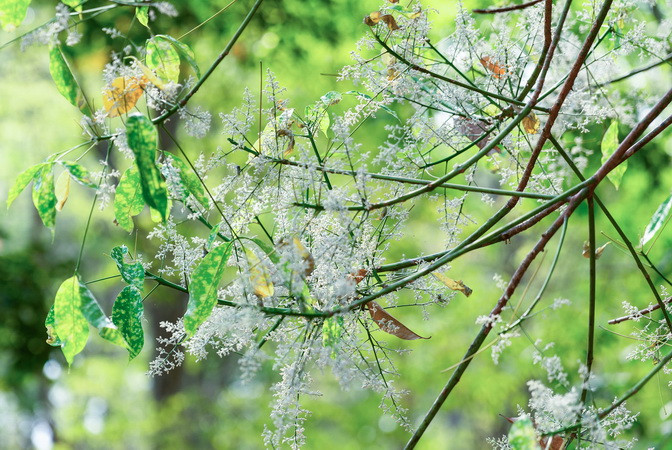 Thấp thoáng một số ngọn cao-su bắt đầu bung nở hoa.