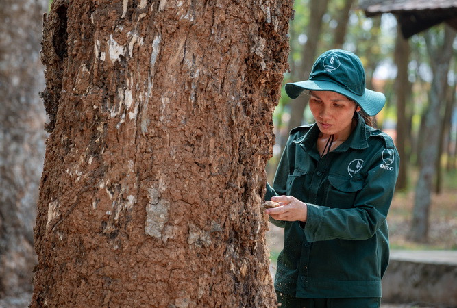 Hiện nay, những cây cao-su đang được Tổng Công ty cao-su Đồng Nai chăm sóc kỹ lưỡng.