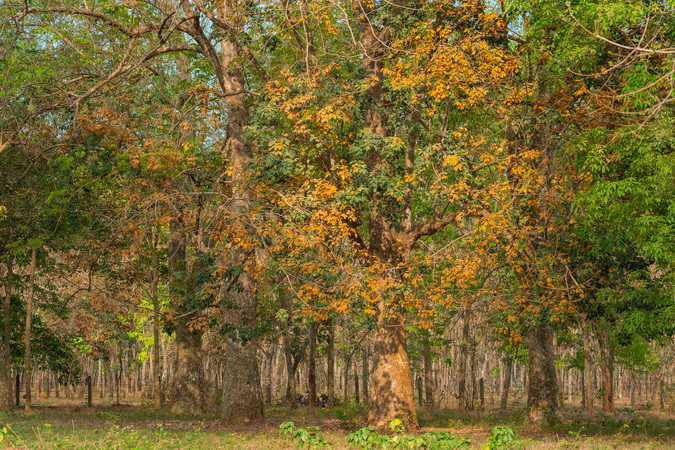 Hiện nay, những cây cao-su hơn 100 tuổi đang vào mùa thay lá.