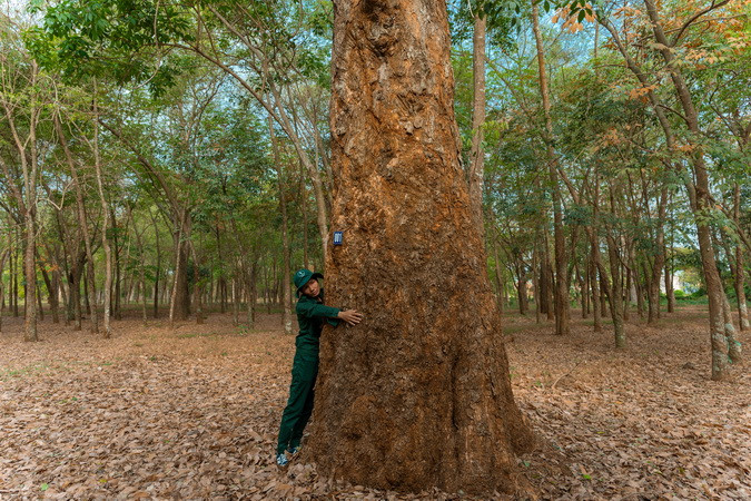 Những cây cao-su cao lớn 3 người ôm không hết trở thành một phần lịch sử hình thành ngành cao-su nước ta.
