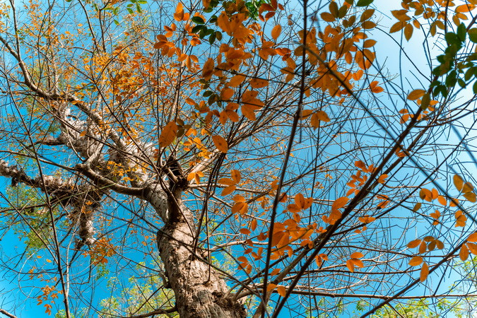 Cây cao-su gần 120 tuổi mùa thay lá.