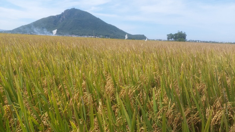 Huyện Phú Hòa là vựa lúa lớn của tỉnh Phú Yên. Huyện Phú Hòa là vựa lúa lớn của tỉnh Phú Yên.