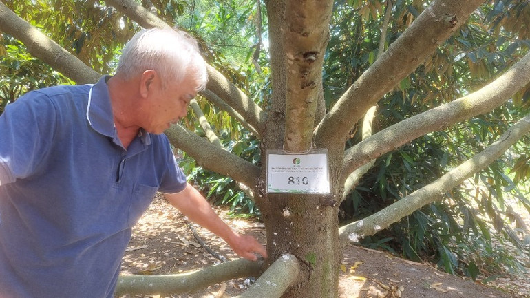 Vụ sầu riêng này, ông Lâm hy vọng sẽ thu về trên dưới 5 tỷ đồng.