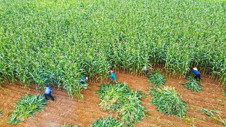 Chung quanh trang trại Vinamilk đã xuất hiện nhiều cánh đồng ngô (bắp) tiền tỷ của bà con nông dân.