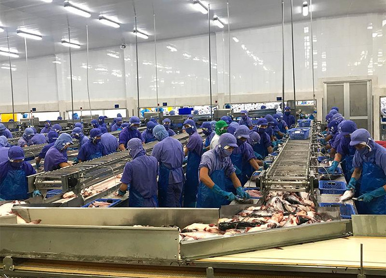 Một doanh nghiệp ở Đồng Tháp chế biến cá tra xuất khẩu.