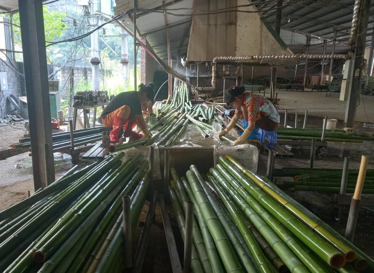 Những cây trúc đủ tiêu chuẩn được lựa chọn và sơ chế để dệt chiếu trúc.