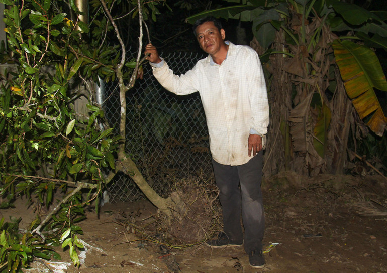 Ông Võ Minh Thảo chỉ kịp nhổ cây mai nhỏ chạy khỏi nơi sạt lở.