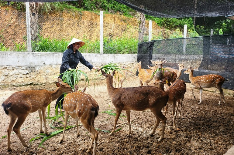 Huyện Hương Sơn (Hà Tĩnh) hiện có hơn 43 nghìn con hươu mang lại giá trị kinh tế cao.