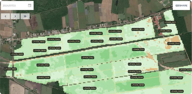 AgriS sử dụng ảnh vệ tinh để quản lý, thu thập hình ảnh đồng ruộng đưa ra đánh giá và phân tích tình hình sinh trưởng mía. (Nguồn: Báo cáo thường niên AgriS Niên độ 2023-2024)