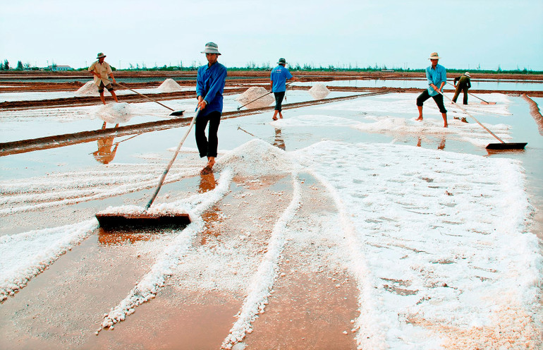 Diêm dân Bạc Liêu vẫn giữ phương pháp sản xuất truyền thống, vì với họ, chỉ như vậy hạt muối mới ngon, mới bóng đẹp.