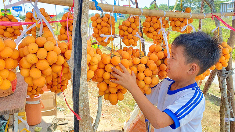 Thanh trà là một trong những loại trái cây đặc sản của tỉnh Vĩnh Long. Thanh trà là một trong những loại trái cây đặc sản của tỉnh Vĩnh Long.