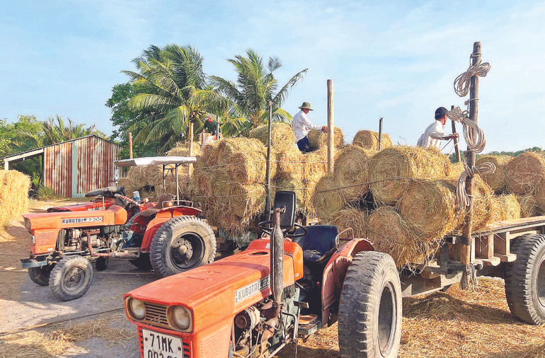 Rơm được xe công nông vận chuyển đến các hộ chăn nuôi bò.