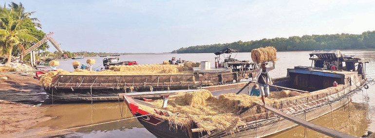 Ghe từ các tỉnh cập bến bên dòng Ba Lai để mua bán rơm cuộn.