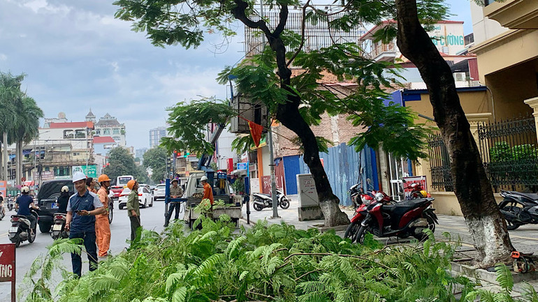 Cắt tỉa cây xanh phòng, chống bão số 3 trên đường Lạch Tray (Hải Phòng).