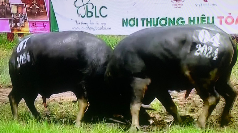 Trận đấu chung kết trong Lễ hội chọi trâu truyền thống Đồ Sơn 2024. Trận đấu chung kết trong Lễ hội chọi trâu truyền thống Đồ Sơn 2024.